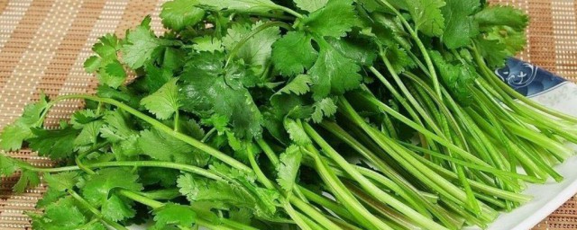香菜如何冷冻保存 冷冻保存香菜要领