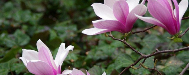 玉兰什么时候开花 玉兰花介绍
