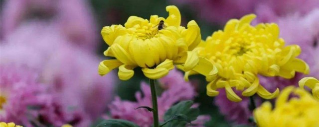 四大名花是哪四种花 中国四大名花是什么