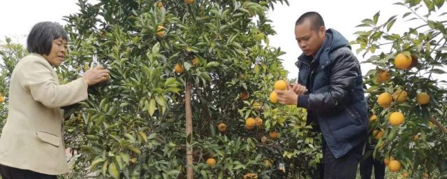 采摘香橙种子技巧 有什么播种香橙的技巧呢