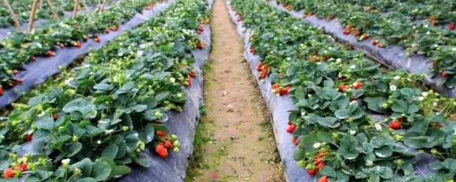 草莓适合种在什么地方 草莓适合种植的地方和生长环境