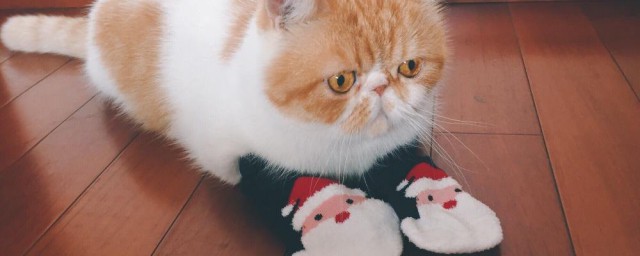 怎样做猫的袜子 猫的袜子做法次序