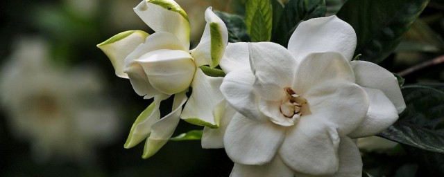 枙子花适合在室内养吗 枙子花能不能在室内养
