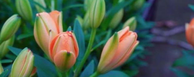 百合怎样种植 百合种植的技巧