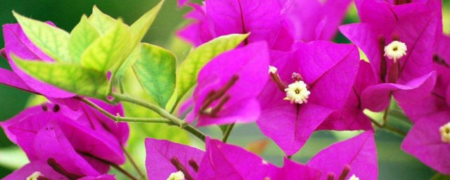 三角梅花期 三角梅花期简介