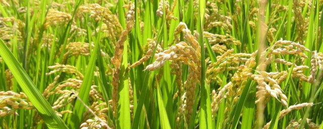水稻原始播种技巧 怎样种植水稻