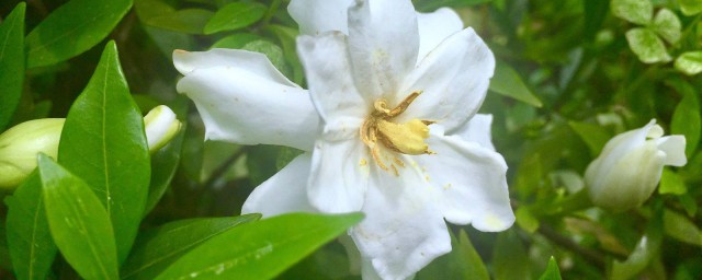 狗牙花移栽要领 养殖狗牙花的时候有什么办法