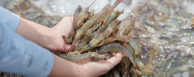 海虾室内养殖技巧 海虾室内养殖技巧是什么