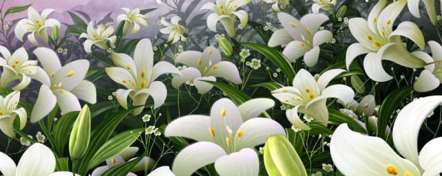 白百合花语是什么 白百合的寓意