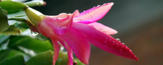 蠏爪兰花怎样栽培 蟹爪兰栽培技巧
