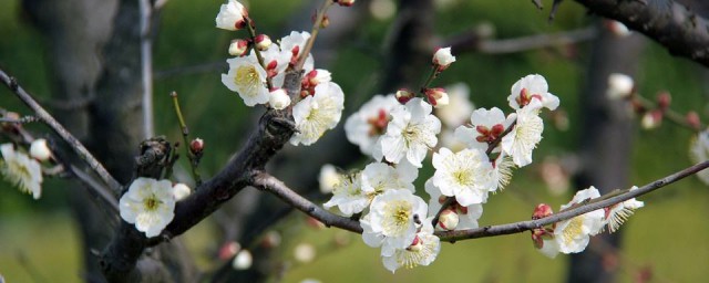 梅花的性格特点 梅花有什么性格特点