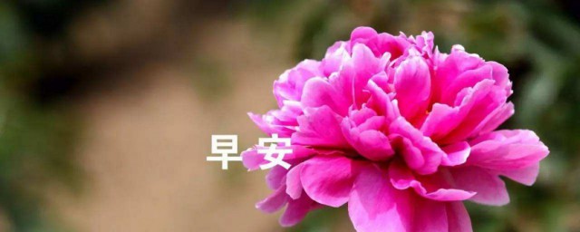 早安冬季问候语 冬天早安问候语句子有哪些