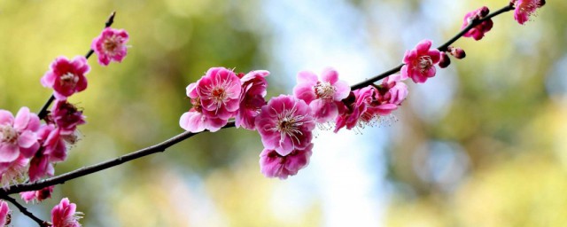 梅花的花语 梅花象征什么