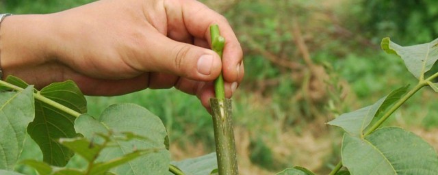 怎样嫁接核桃树 核桃树怎样嫁接