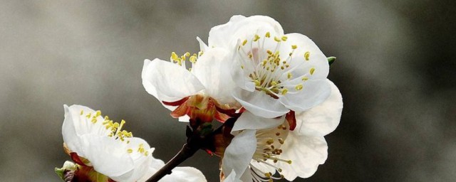 白梅花什么人不能喝 哪些人不宜食用白梅花