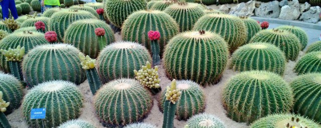 什么植物去甲醛 三大有效去甲醛的植物简介