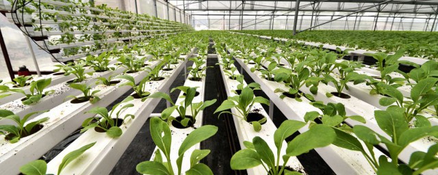 荷兰豆苗的种植办法 荷兰豆苗如何种植