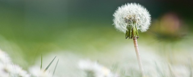 蒲公英种植技巧 怎样种植蒲公英