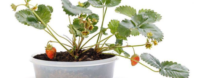 盆栽草莓的种植方式 盆栽草莓怎么种