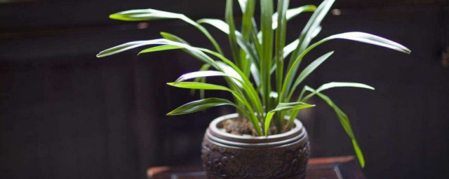 兰花培养小技巧 兰花培养有这些小技巧
