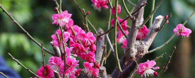 梅花种植技巧 梅花养殖技巧和注意事项