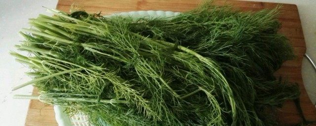 茴香苗腌制办法 凉拌茴香苗做法介绍
