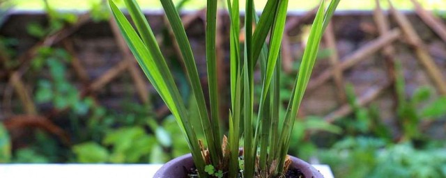 兰花栽培消毒技巧 兰花栽培怎样消毒