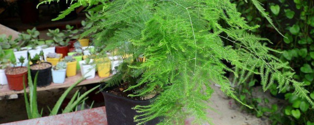 花木盆栽技巧 花木盆栽养殖有什么技巧