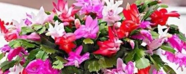 家养鲜花技巧 家养鲜花有哪些技巧