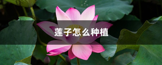 葱莲子的种植技巧 种植葱莲子的技巧简介