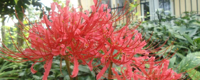 花的种植技巧次序 种花次序也太简单了