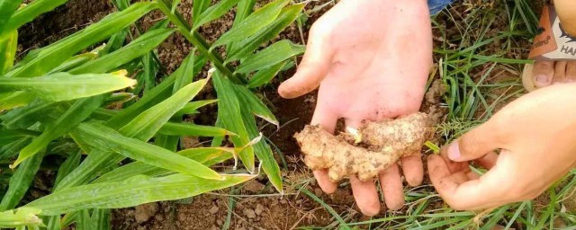 姜的种植技术技巧 关于姜的种植技术的技巧