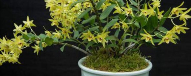 石斛怎样种植技巧 石斛怎样种植好