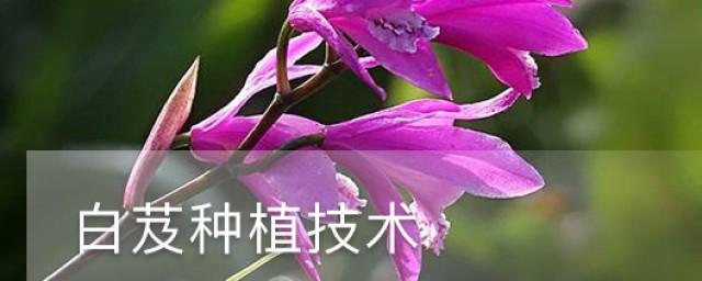 白芨种植技术办法 白芨怎么种植