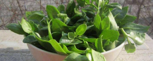 穿心莲种植要领有哪些 穿心莲如何种植