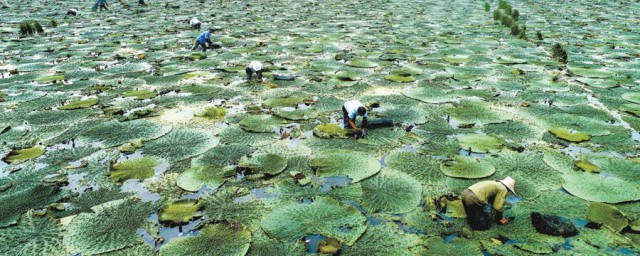 芡实的种植技术方法 芡实种植技术介绍