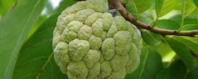 释迦果种植技术办法 释迦果如何种植好