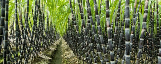甘蔗怎么种植的又高又好 如何种植甘蔗长得又高又粗
