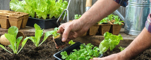 种菜施肥次序 怎样给菜施肥