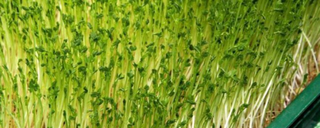 豌豆苗的种植办法和时间 豌豆苗怎么种植