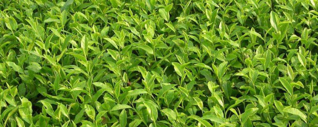 养护茶苗的技巧 茶苗种植的技巧