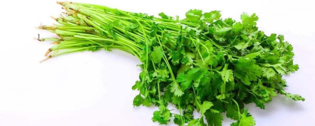 香菜根水栽技巧 香菜水培技巧