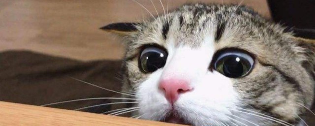 逗猫开心的技巧 怎样逗猫开心