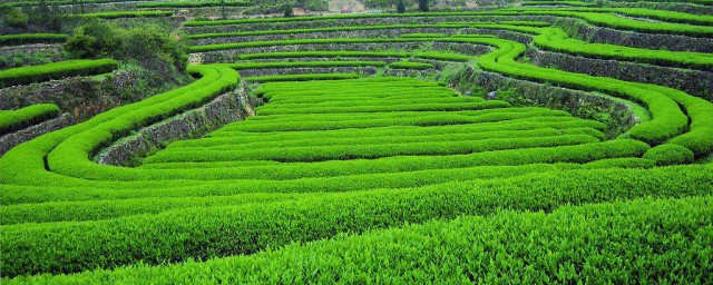 清茶储存技巧 茶叶怎样保存