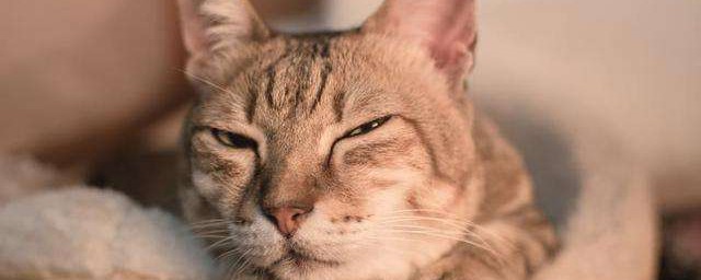 保护猫咪的方式 保护猫咪健康的做法