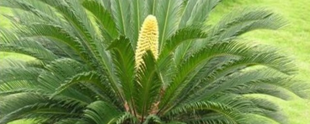 铁树开花的技巧 铁树怎样养护