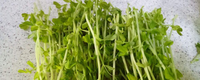 水培碗豆苗技巧 水培碗豆苗技巧推荐