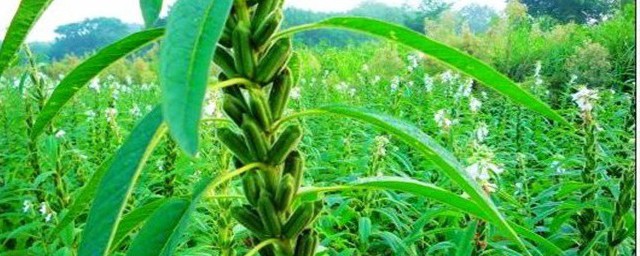 芝麻种植要领 芝麻的种植办法介绍