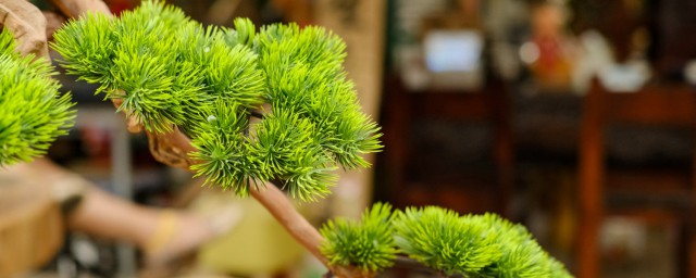 大门口种什么树能旺财 种在大门口能旺财的植物介绍