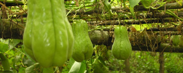 佛手瓜种植方法 怎么种植佛手瓜